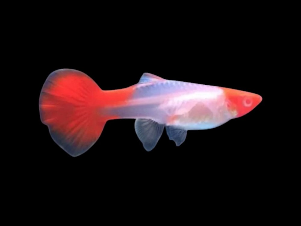 Koi Guppy Female