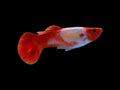 Koi Guppy Male