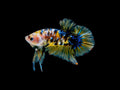 Koi Plakat Male