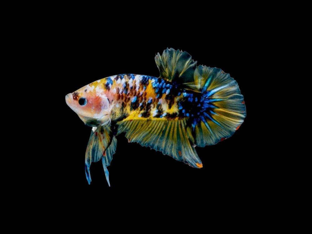 Koi Plakat Male