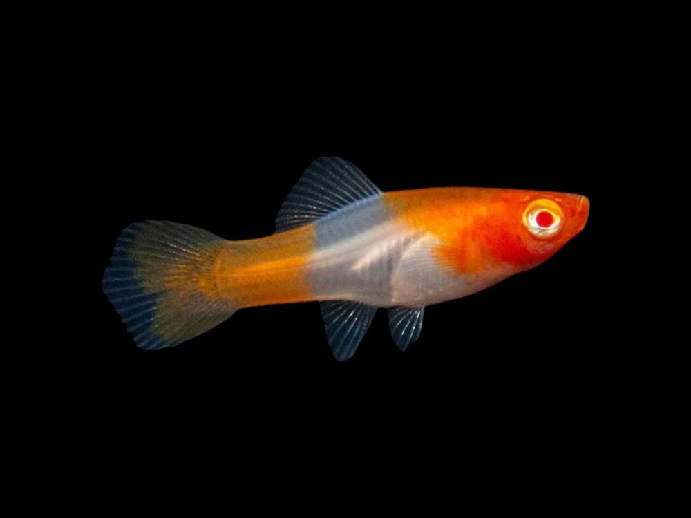 Koi Swordtail