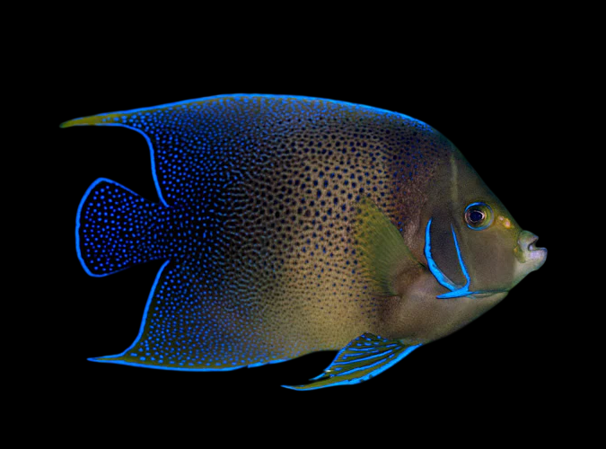 Koran Angelfish Adult | Pomacanthus semicirculatus