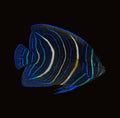 Koran Angelfish juvenile | Pomacanthus semicirculatus
