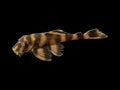 L052 Atabapo Butterfly Pleco