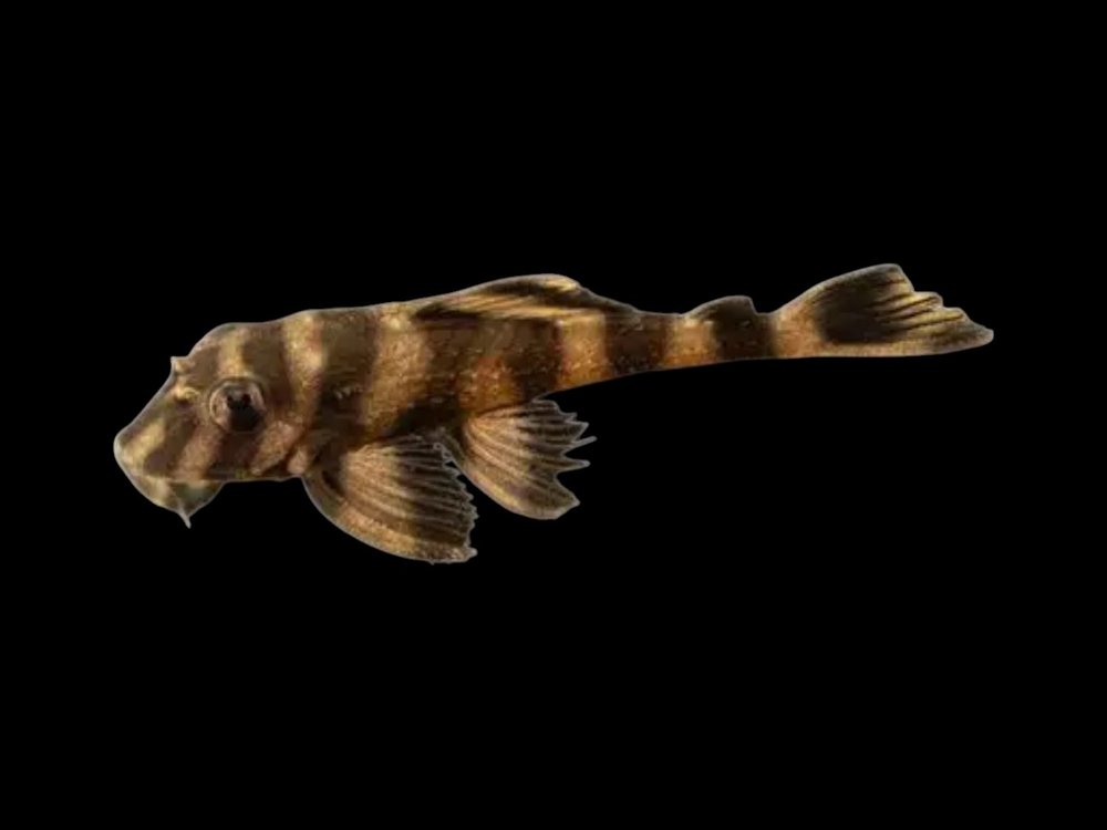 L052 Atabapo Butterfly Pleco
