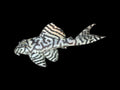L236 Pleco