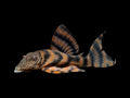 L397 Tiger Pleco