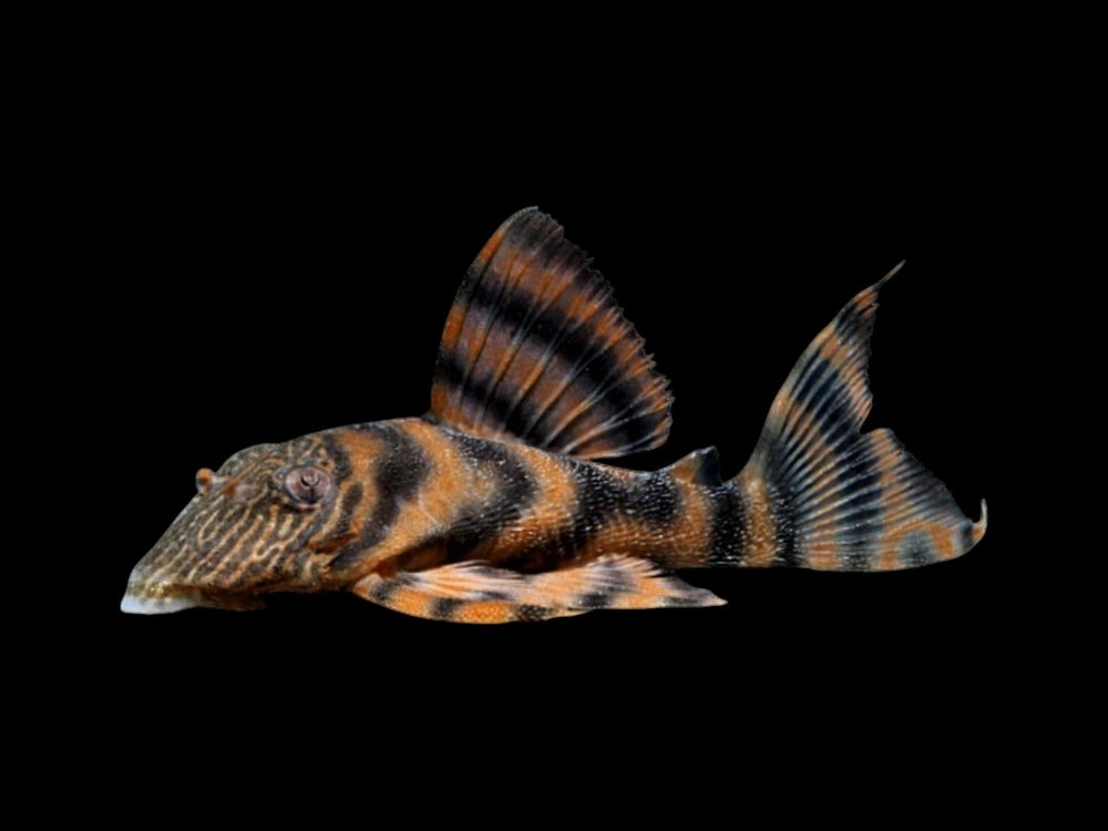 L397 Tiger Pleco