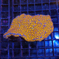 Leptoseris AA001 | Leptoseris sp.