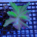 Leather Coral (Sarcophyton) AA003 | Sarcophyton sp.