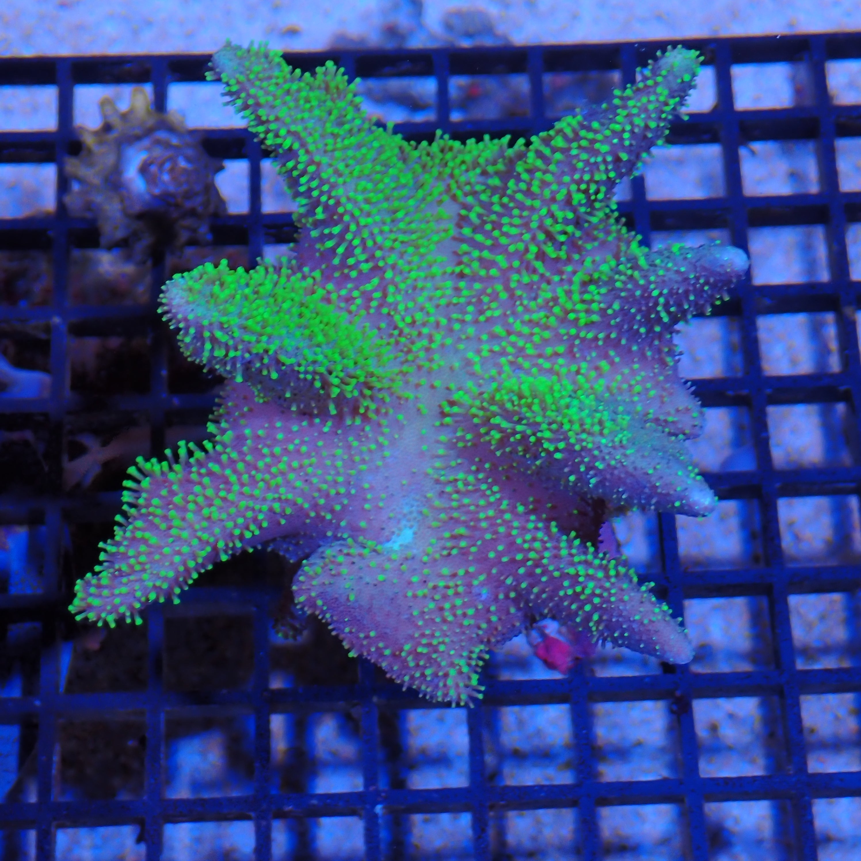 Leather Coral (Sarcophyton) AA003 | Sarcophyton sp.