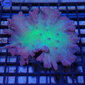Leather Coral (Sarcophyton) AA004 | Sarcophyton sp.