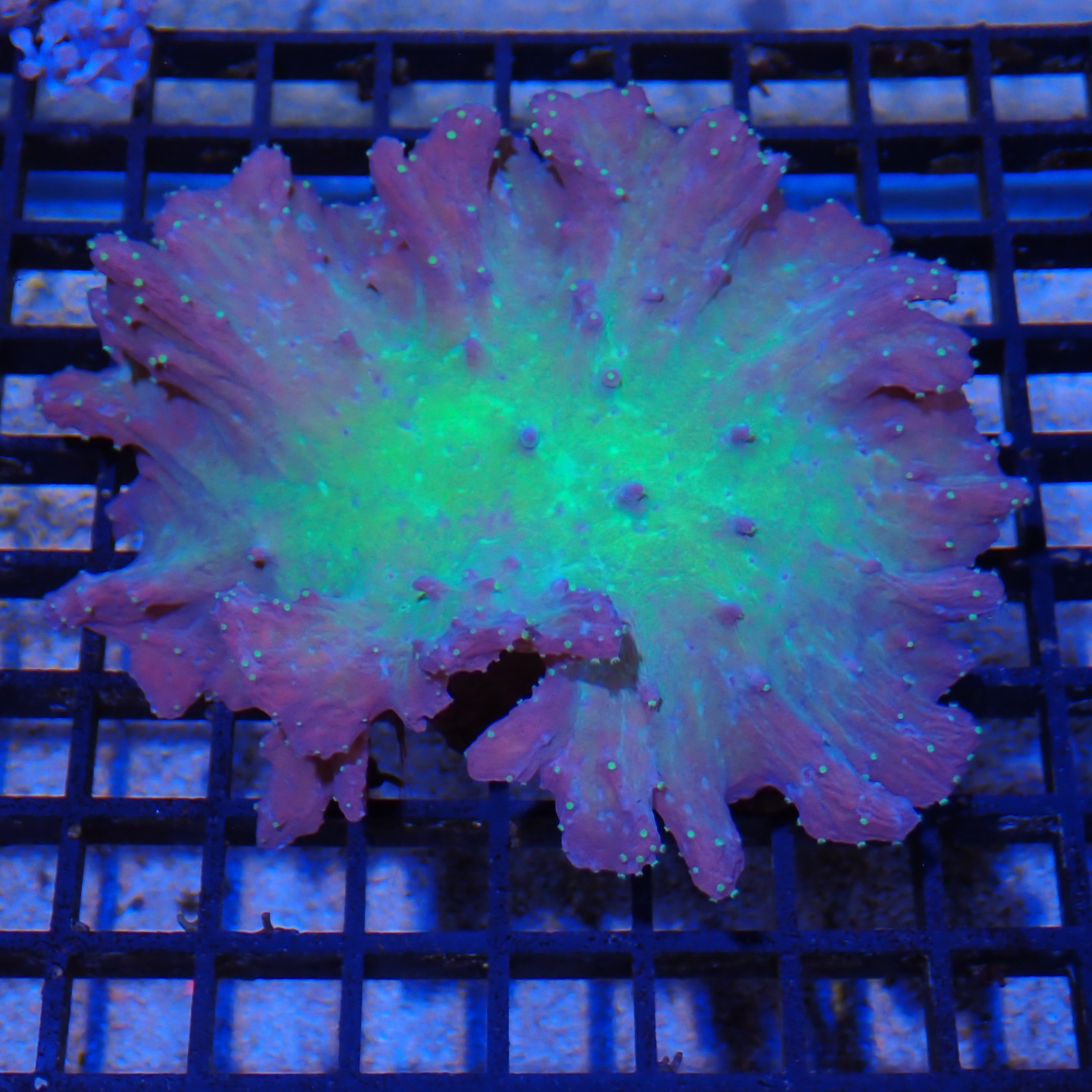 Leather Coral (Sarcophyton) AA004 | Sarcophyton sp.