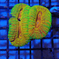 Lobophyllia (Lobo) AA001 | Lobophyllia sp.
