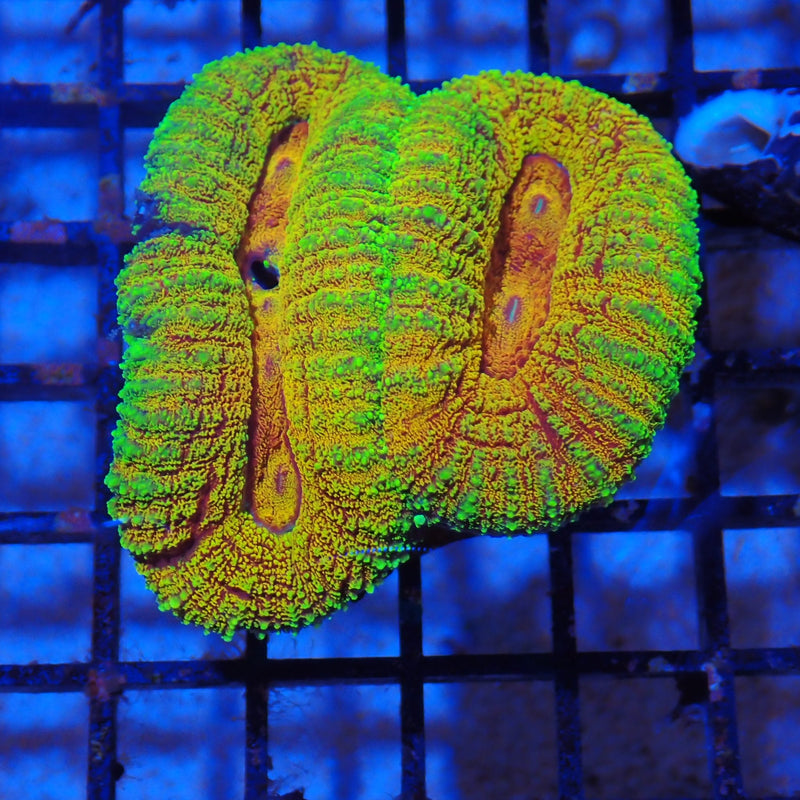 Lobophyllia AA01 Lobophyllia sp. LO8300001
