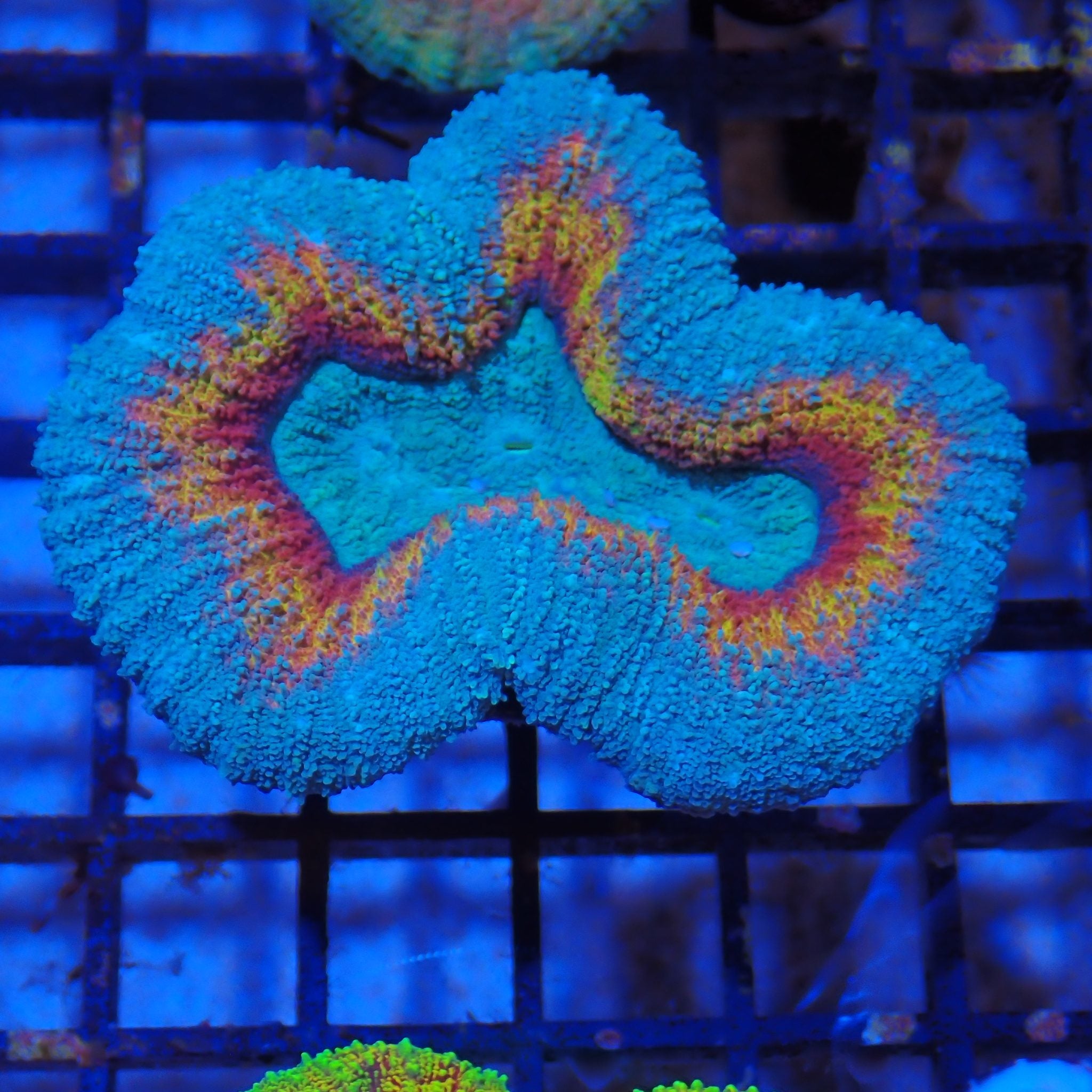 Lobophyllia (Lobo) AA002 | Lobophyllia sp.