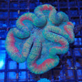 Lobophyllia (Lobo) AA003 | Lobophyllia sp.