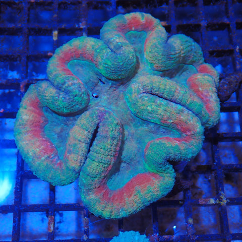 Lobophyllia (Lobo) AA003 | Lobophyllia sp.