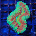Lobophyllia (Lobo) AA004 | Lobophyllia sp.