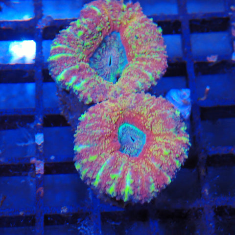 Lobophyllia (Lobo) AA006 | Lobophyllia sp.