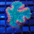 Lobophyllia (Lobo) AA007 | Lobophyllia sp.