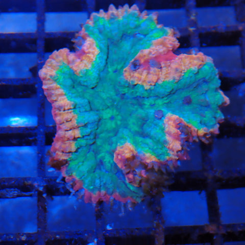Lobophyllia (Lobo) AA007 | Lobophyllia sp.