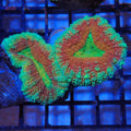 Lobophyllia (Lobo) AA008 | Lobophyllia sp.
