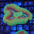 Lobophyllia (Lobo) AA009 | Lobophyllia sp.