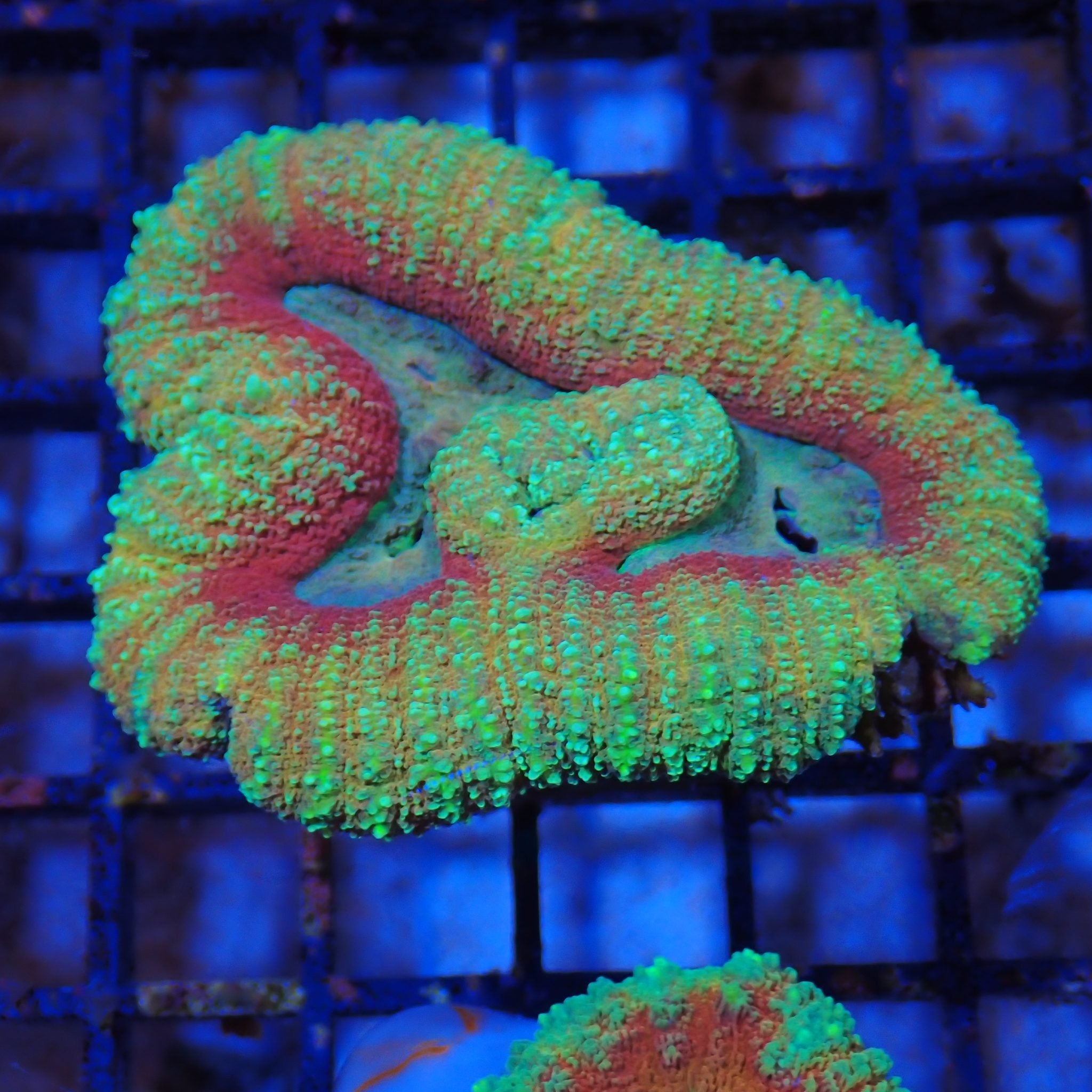Lobophyllia (Lobo) AA009 | Lobophyllia sp.
