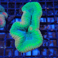Lobophyllia (Lobo) AA010 | Lobophyllia sp.