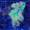 Lobophyllia (Lobo) AA011 | Lobophyllia sp.