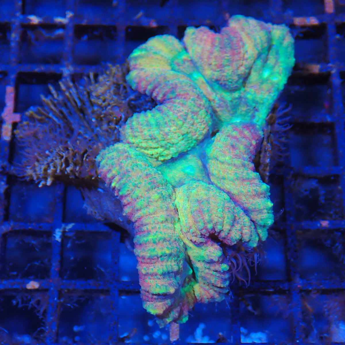 Lobophyllia (Lobo) AA011 | Lobophyllia sp.