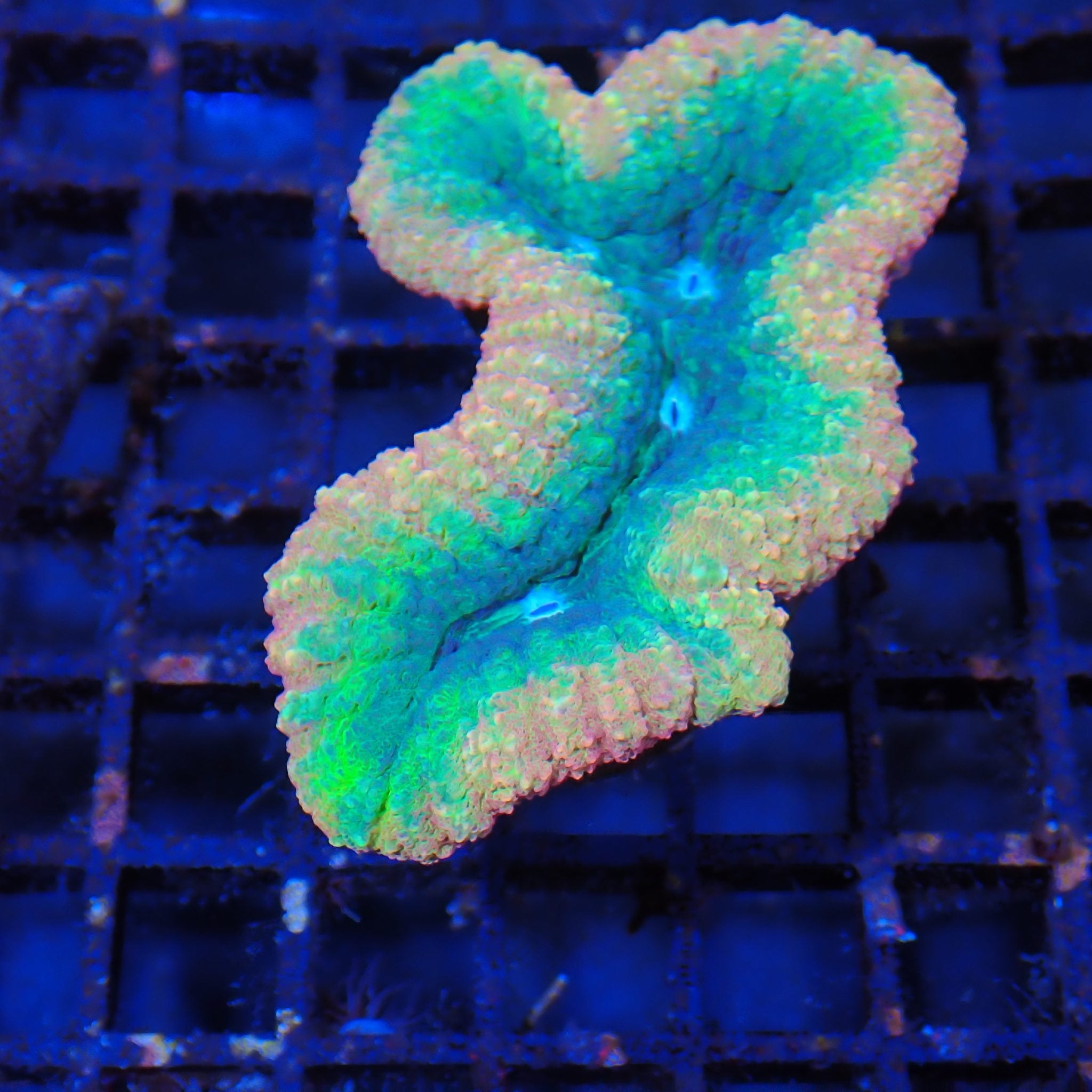 Lobophyllia (Lobo) AA012 | Lobophyllia sp.