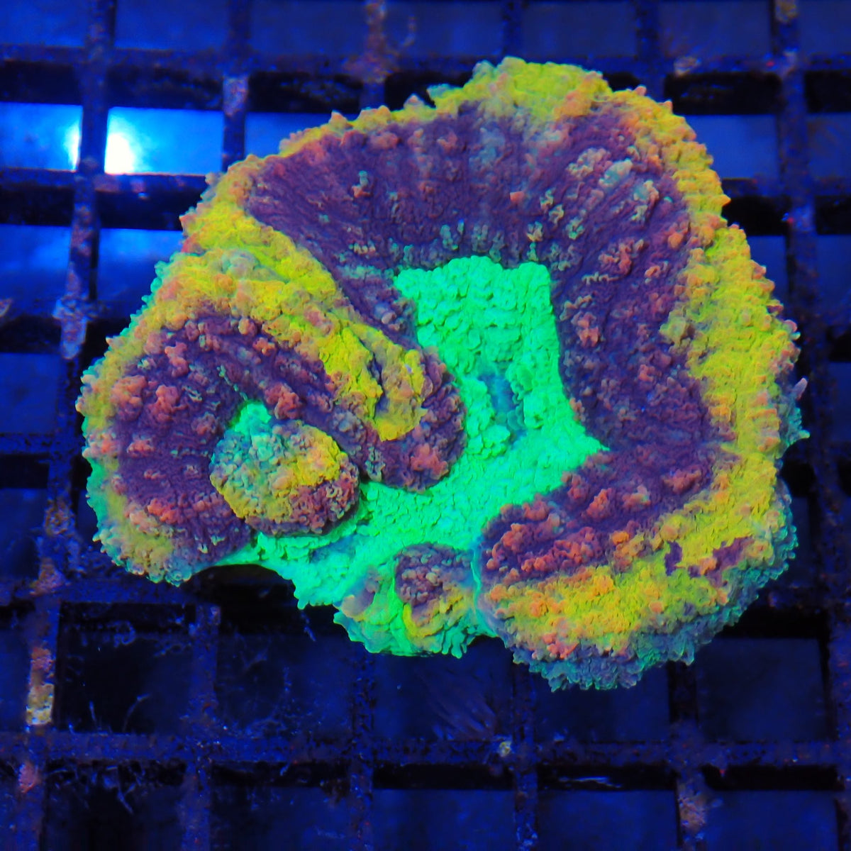 Lobophyllia (Lobo) AA013 | Lobophyllia sp.