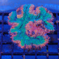 Lobophyllia (Lobo) AA014 | Lobophyllia sp.