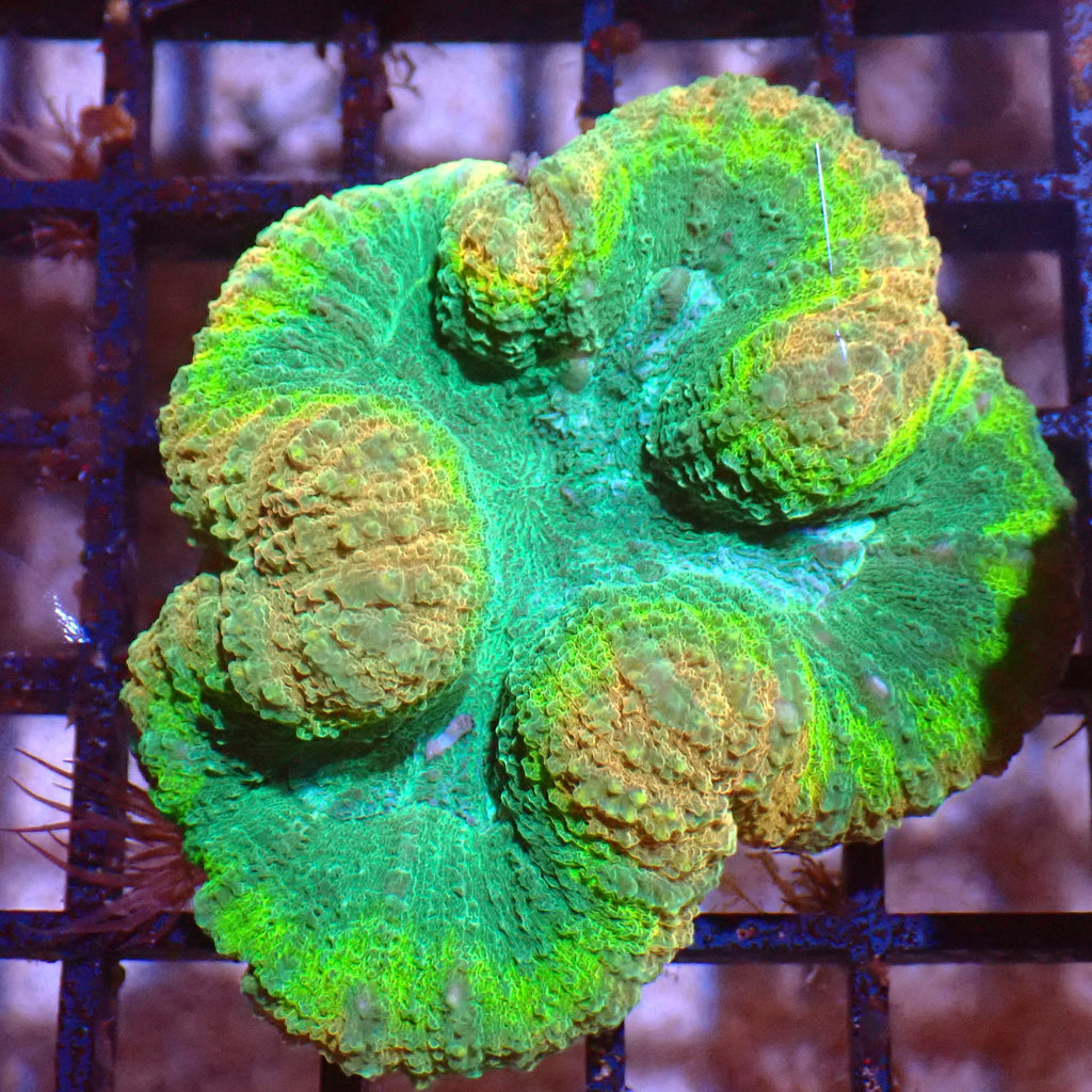 Lobophyllia (Lobo) AA001 | Lobophyllia sp. - Red Sea 15K