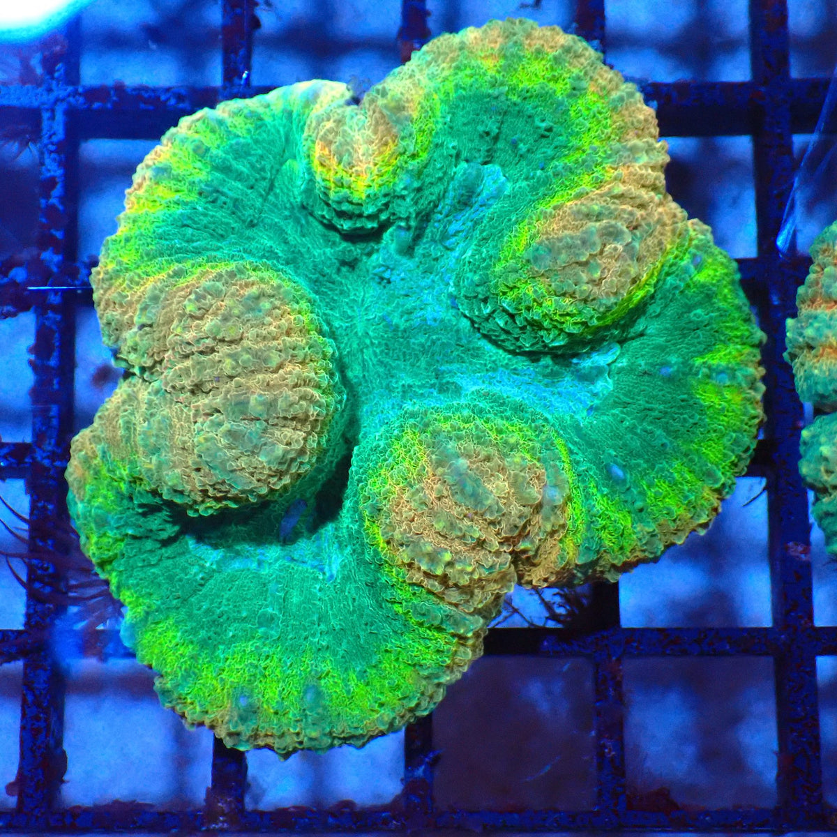 Lobophyllia (Lobo) AA001 | Lobophyllia sp. - Red Sea 20K LED
