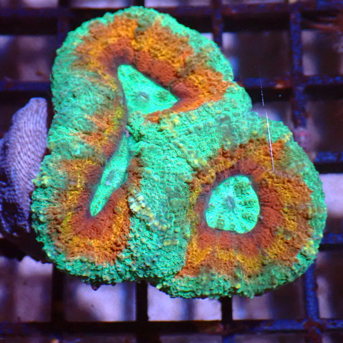 Lobophyllia (Lobo) AA002 | Lobophyllia sp. at ← Red Sea 15k