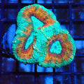 Lobophyllia (Lobo) AA002 | Lobophyllia sp. - Red Sea 20K LED