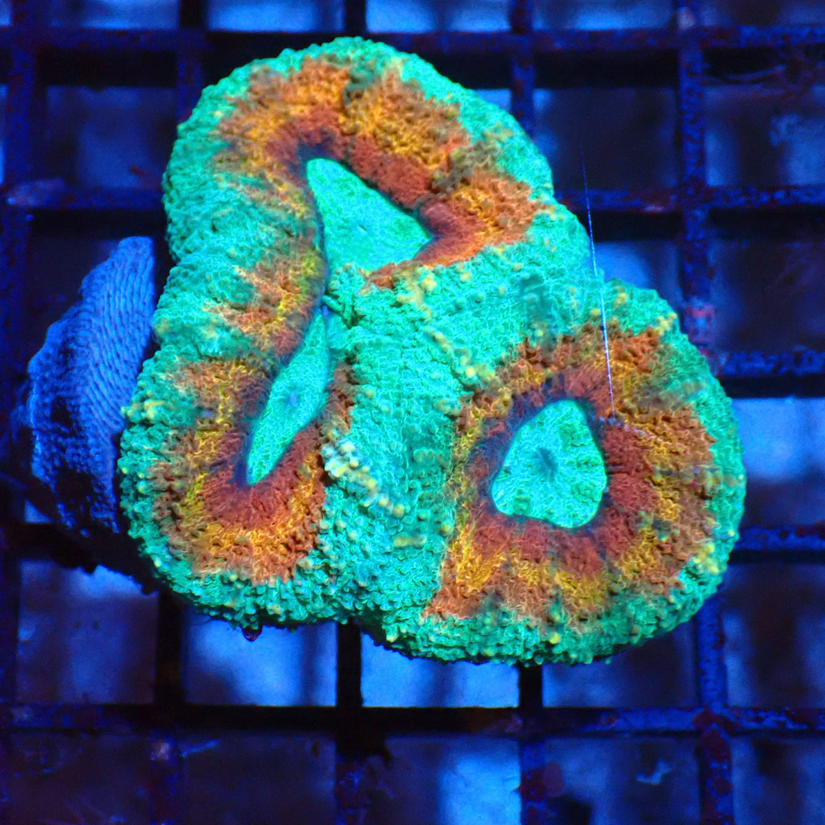 Lobophyllia (Lobo) AA002 | Lobophyllia sp. at Red Sea 20k →