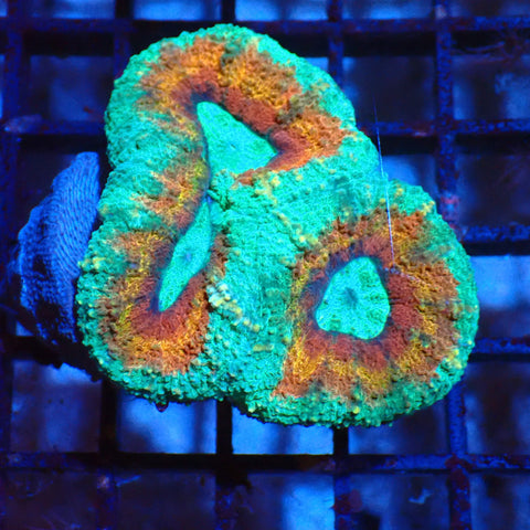Lobophyllia (Lobo) AA002 | Lobophyllia sp. - Red Sea 20K LED