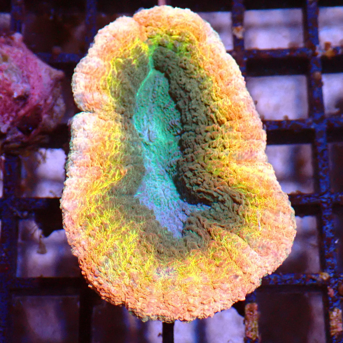Lobophyllia (Lobo) AA003 | Lobophyllia sp. - Red Sea 15K