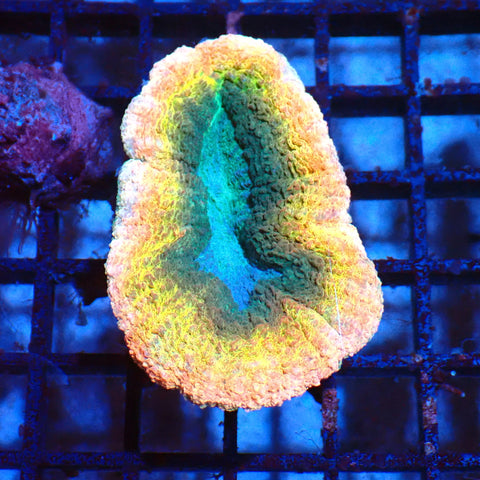 Lobophyllia (Lobo) AA003 | Lobophyllia sp. - Red Sea 20K LED