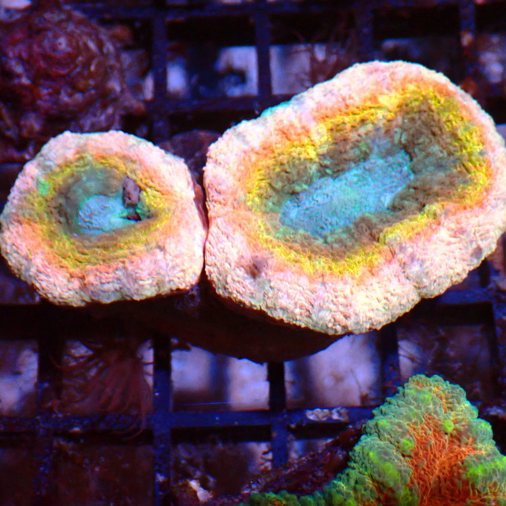 Lobophyllia (Lobo) AA005 | Lobophyllia sp. - Red Sea 15K