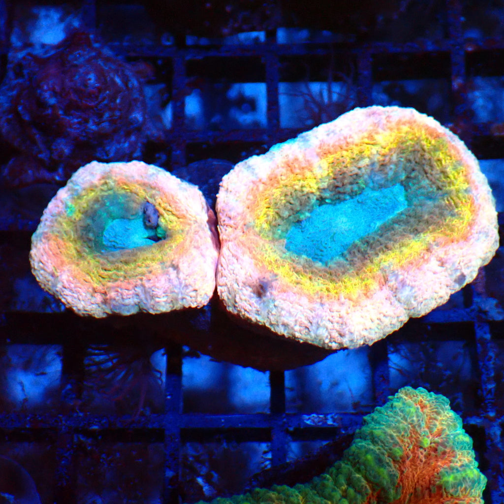 Lobophyllia (Lobo) AA005 | Lobophyllia sp. - Red Sea 20K LED