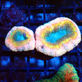 Lobophyllia (Lobo) AA005 | Lobophyllia sp. - Red Sea 20K LED