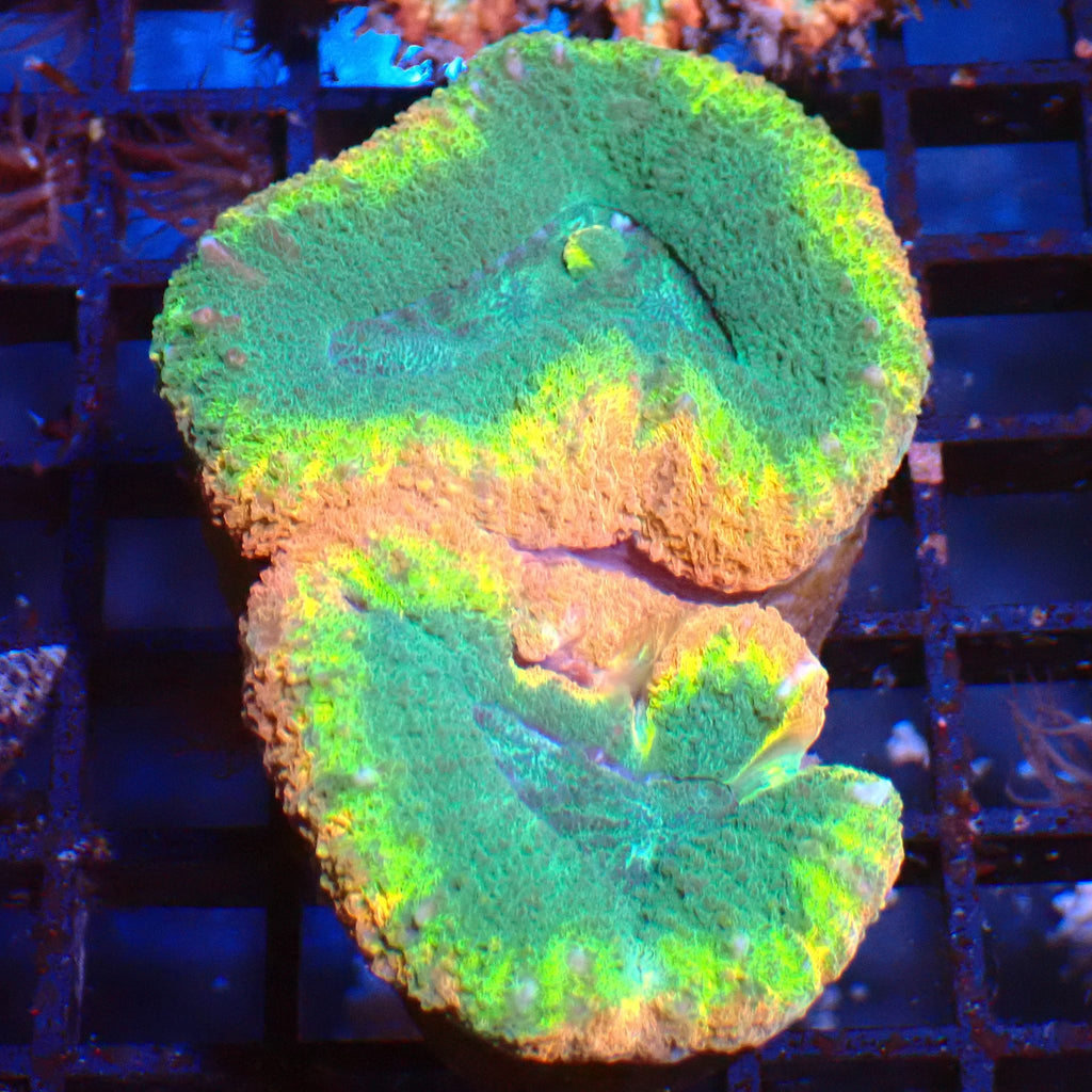 Lobophyllia (Lobo) AA007 | Lobophyllia sp. - Red Sea 15K
