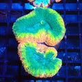 Lobophyllia (Lobo) AA007 | Lobophyllia sp. - Red Sea 20K LED