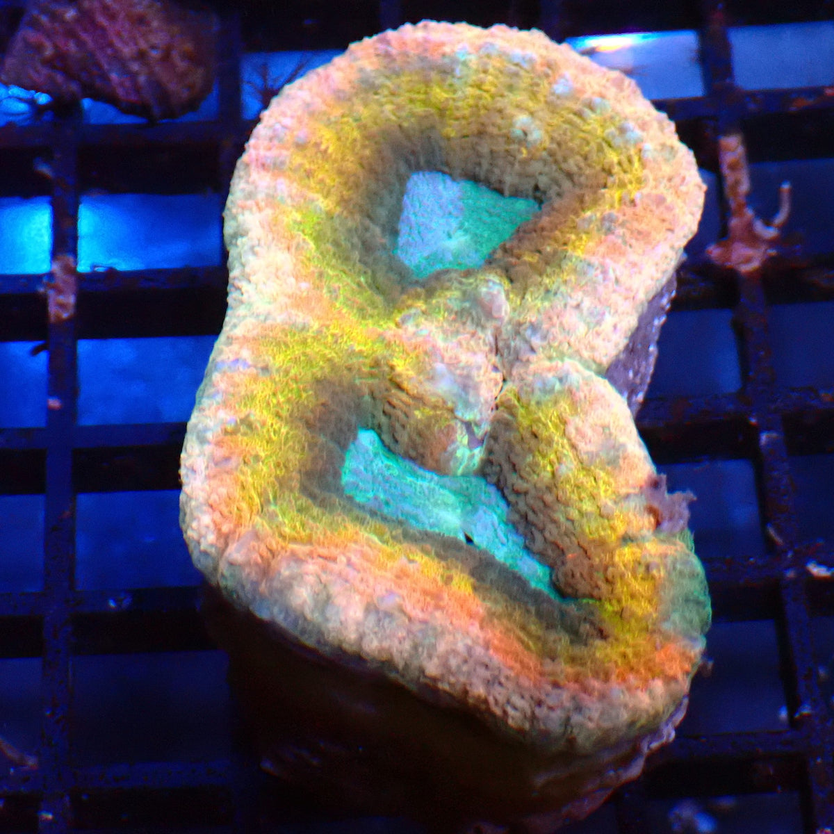 Lobophyllia (Lobo) AA012 | Lobophyllia sp. at ← Red Sea 15k