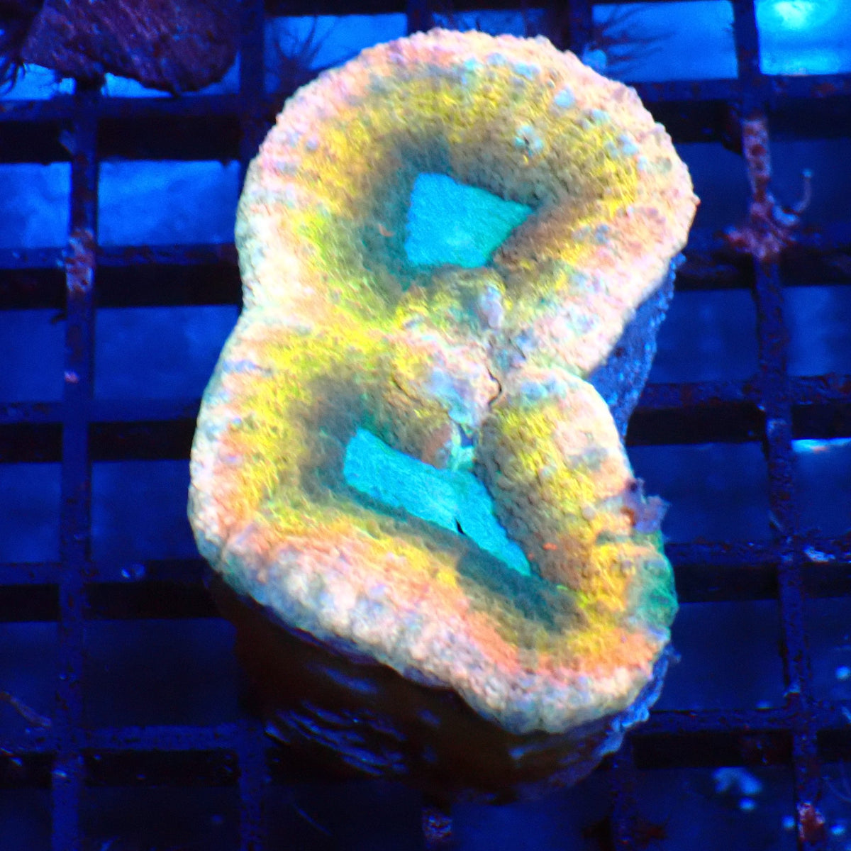 Lobophyllia (Lobo) AA012 | Lobophyllia sp. at Red Sea 20k →